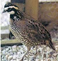 bobwhite.jpg