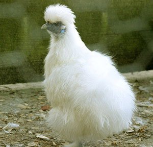 silkie.jpg