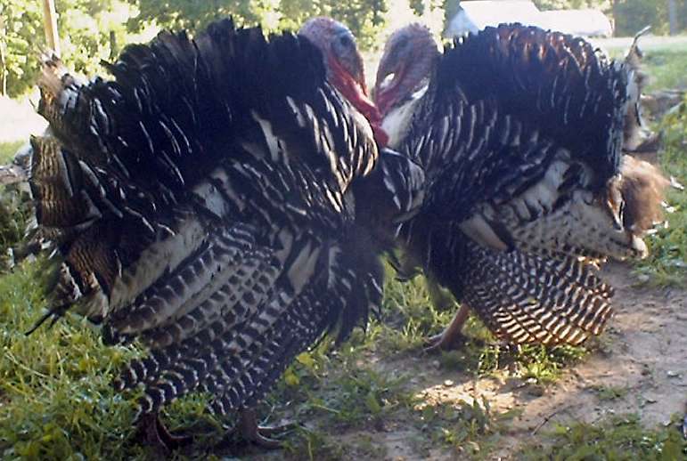 turkeys2.jpg